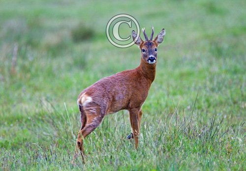 Roe Deer Buck DM1137
